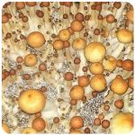 Псилоцибиновые (галлюциногенные) грибы в Горно-Алтайске Psilocybin "Golden Teacher" Псилоцибиновые (галлюциногенные) грибы в Горно-Алтайске Psilocybin "Golden Teacher"