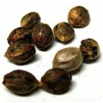 Семена марихуаны АК-47 (Seeds AK-47) в Горно-Алтайске Семена марихуаны АК-47 (Seeds AK-47) в Горно-Алтайске